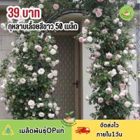 เมล็ดพันธุ์ ดอกกุหลาบเลื้อยสีขาว50 เมล็ด