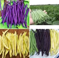 เมล็ดพันธุ์ ถั่วแขก มีสีม่วง , สีเขียว , สีเหลือง ( Bush Bean ) บรรจุ 12 เมล็ด