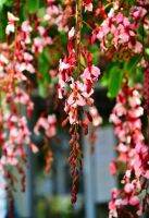 เมล็ดพันธุ์ชงโคสร้อยสยาม ดอกสร้อยสยาม Bauhinia Siamensis เมล็ดพันธุ์แท้ คุณภาพดี บรรจุ 10 เมล็ด