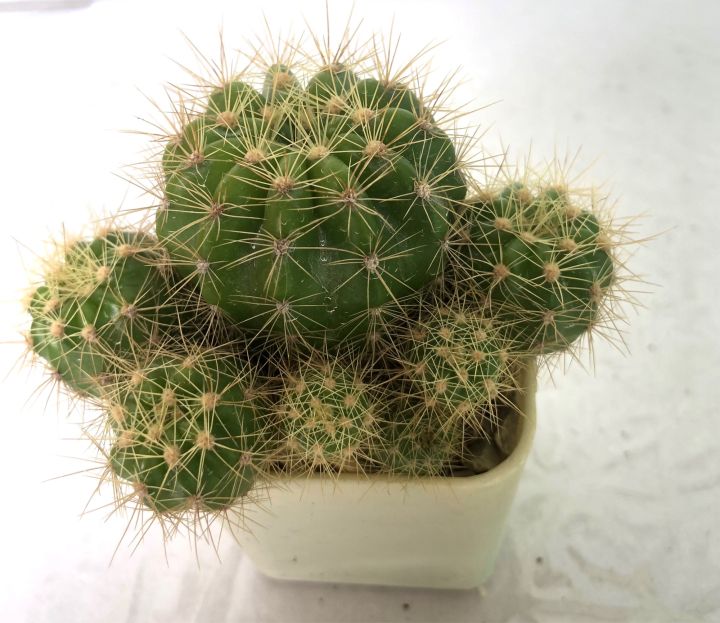 กระบองเพชร-แคคตัส-cactus-ดาวล้อมเดือน