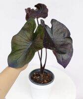 ต้นไม้สวยๆ ? ต้นไม้น้ำ เลี้ยงได้ทั้งในน้ำและดินธรรมดา ? colocasia black coral.โคโลคาเซีย แบล็คโครอล ไซค์ตั้งแม่ได้เรยครับ ต้นใหญ่สวยสมบรูณ์ รากเดินดี มีตาหน่อติดกับต้น ปลูกได้กลางแจ้งแดดโดนแดดได้ทั้งวัน