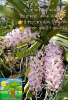 กล้วยไม้ดอกหอม กล้วยไม้ ช้างกระ ชื่อวิทยาศาสตร์: Rhynchostylis gigantea (Lindl.) Ridl. ออกดอกช่วง มกราคม - กุมภาพันธ์  รากเป็นรากอากาศ  ดูแลเลี้ยงง่าย ปลูกในที่ร่ม แสงแดดรำไร รดน้ำวันละ 1-2 ครั้ง  ช่วยทำให้บ้านสดชื่นน่าอยู่