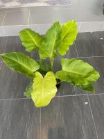 Philodendron jungle fever (snow drift variegated) ฟิโลสโนว์ดิฟ