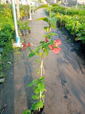 ต้นหมวกจีนหรือต้นเรด้า ดอกสีแดง ดอกออกตลอดปี สูง70-80ซ.ม แบบกิ่งชำ