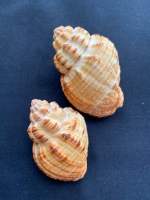 Natural lychee snail shell หอยทากลิ้นจี่ธรรมชาติ