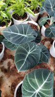 Alocasia  black velvet)หรือ มังกรกำมหยี่ ขนาดตามรูป