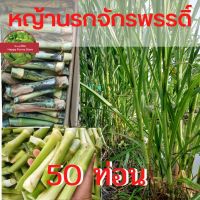 หญ้านรกจักรพรรดิ์ 50ท่อน59บาท พันธุ์หญ้า หญ้าเลี้ยงวัว หญ้าทนแล้ง ปลูกง่ายใช้น้ำน้อย(ท่อนพันธุ์สำหรับปลูก) หญ้า หญ้านรก