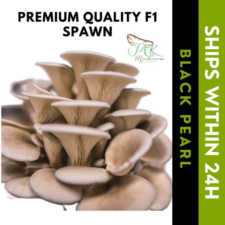 JAR MUSHROOM 3pcs BLACK PEARL Oyster Spawn Binhi Mushroom Seed kabute