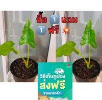 ต้นสำคัญ โปร 1️⃣ แถม 1️⃣ ฟรี ?(วันเดียวเท่านั้น) ห่อเงินห่อทองชอบน้ำปานกลาง สามารถรดน้ำได้ทุกวัน วันละ 1 ครั้งและต้องการแสงมาก แต่เป็นแสงทางอ้อมไม่ใช่แสงแดดตรง ๆ แสงรำไรผ่านแสลน ปุ๋ยที่ใช้สามารถใช้ปุ๋ยหมัก ปุ๋ยอินทรีย์ หรือปุ๋ยคอกได้