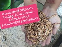 หนอนยักษ์  50กรัม แถมฟรีรำสาลีทุกรายการ