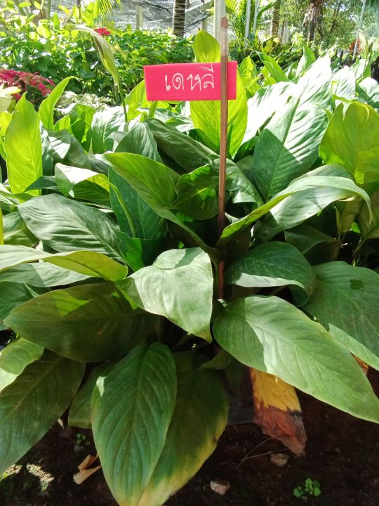 เดหลี (Peace lily) จัดเป็นไม้ประดับที่นิยมปลูกเพื่อการประดับต้น ประดับใบ และประดับดอก เนื่องจากใบมีขนาดใหญ่ สีเขียวเข้ม ทำให้แลดูสดชื่น ...