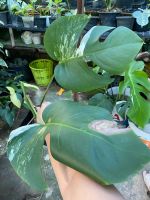 มอนสเตอร่าอัลโบ้ฮอลแลนด์  Monstera Albo Holland