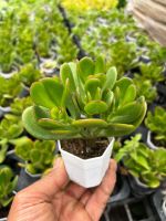 Crassula ovata "Hummels Sunset" (Golden Jade Tree) #คลาสซูล่า ต้นใบเงิน (ใบใหญ่) กระถาง 2.5 นิ้ว