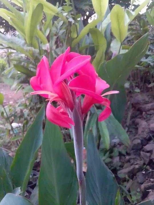 ดอกพุทธรักษาสีแดงเลือดนก-1-เหง้าไม้มงคลดอกไม้ประดับ