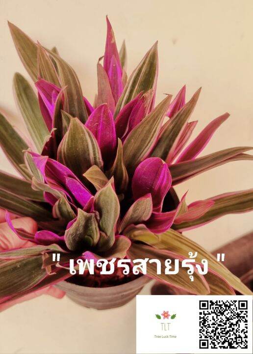 ต้นเพชรสายรุ้ง-ไม้ประดับและไม้มงคล-บรรจุกระถางจัดส่งขนาด-6