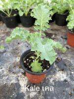 ต้นคะน้าเคลใบหยิก ส่งพร้อมกระถาง 4 นิ้ว (ซื้อ 5ต้น แถมเพิ่ม 1ต้นครับ) Kale in 4 inch pot (buy 5  get 1 free)