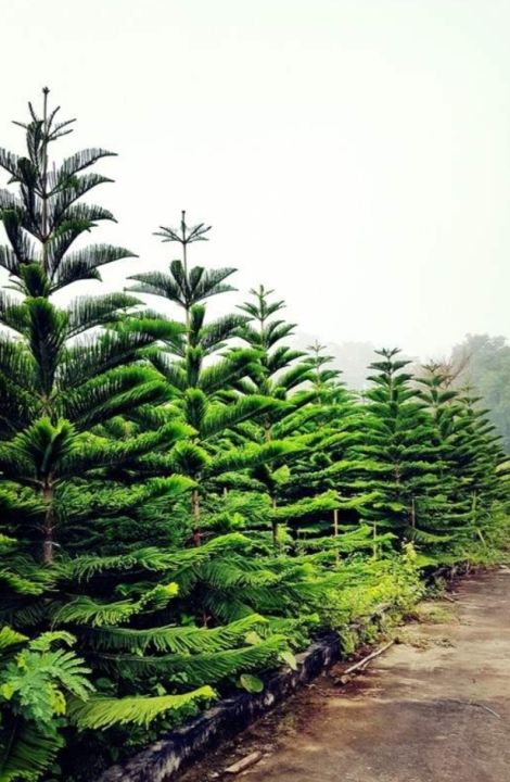 ต้นสนฉัตร-araucaria-heterophylla-เป็นพันธุ์ไม้โตเร็วที่มีการเจริญเติบโตอย่างรวดเร็ว-เป็นไม้มงคลที่นิยมปลูกในบ้าน