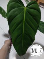 philodendron esmeraldense 
ฟิโลเดนดรอนตัวแรร์อีกตัวที่หายาก 
ใบสวย น่าเก็บสะสม 
กระถางขนาด 6 นิ้ว
รากเดินดี แข็งแรง
ได้ต้นตามภาพ