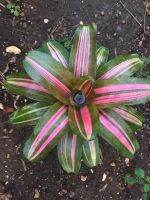 Neo Yang #ต้นสับประรดสี#bromeliad# ต้นไม้สวยงาม# ไม้ประดับ# ตกแต่งสวน# ปลูกตกแต่งบ้าน# ไม้มงคล