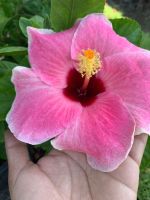 ต้นชบา ชบาแฟนชี เป็นชบานอก Hibiscus สีชมพูพันธ์ แหม่มแก้มแดง ดอกใหญ่ สีชมพูใส่แดงเป็นชบาแฟนซี ชบานอก ชบาแฟนชี ชบาฮาวาย  Hibiscus ชบานอกพันธ์ดอกใหญ่ สีสรรสวยเด่น ดอกชบา Hibiscus ดอกออกทั้งปี ต้นสูง 50-65 ซม. ส่งในกระถาง 10 นิ้ว รับประกันการจัดส่ง