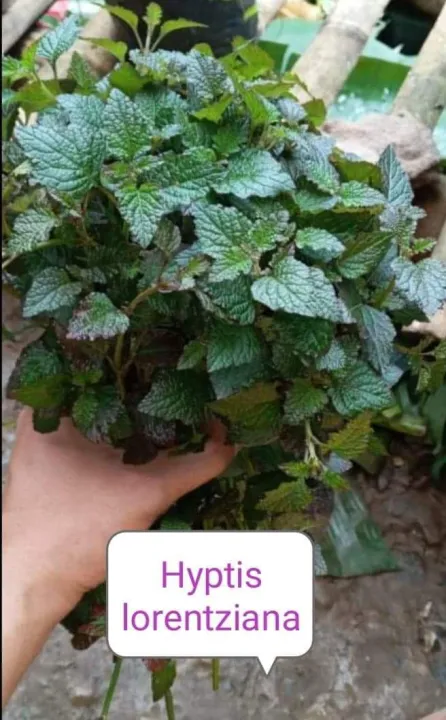 Hyptis Lorentziana | Lazada PH