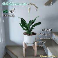 ? เดหลี Peace Lily ครบชุดพร้อมโชว์ กระถาง10"+จานรอง+เม็ดดินเผา+ขาตั้ง (ต้นไม้ฟอกอากาศ)