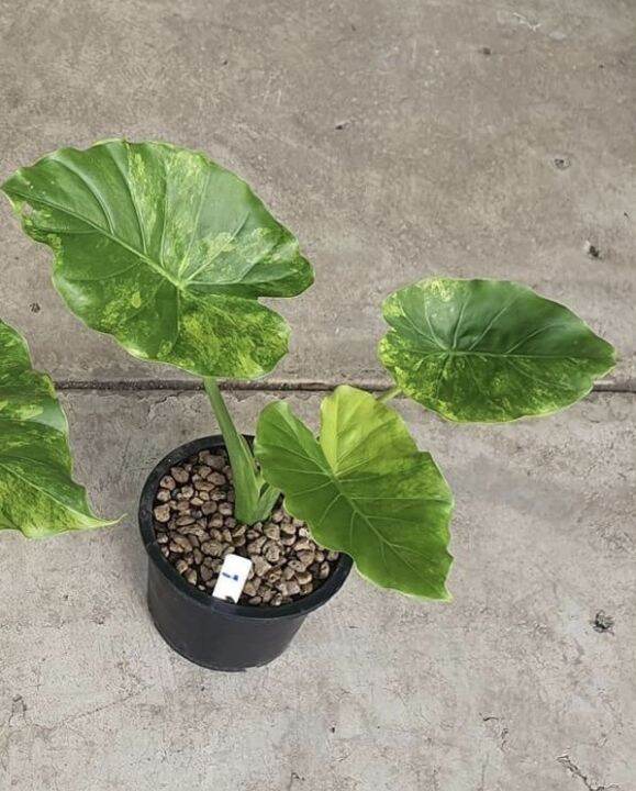 alocasia-gageana-aurea-variegated-บอนหูช้างด่างเหลือง-บอนหูช้างด่างขาวและบอนหูช้างด่างเหลืองมี-ลักษณะเด่นคือ-มีใบคล้ายกับหูช้าง-elephant-ears