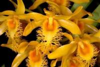 Dendrobium brymerianum

คำฝอยปราย? กำลังแทงดอก ?