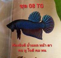 ปลากัดอีสานลูกผสมเชื้อ25%สายกัดเดิมพัน ชุด08 TG เชิงดี ย้ำแผล หน้า ตา หู คอ ใจดี ใจยาว คม ทน รับประกันการจัดส่ง100%