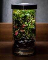 สวนขวดแก้ว​ เทอราเรียม​ Terrarium​  สำเร็จรูป​