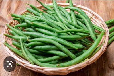 ถั่วแขก เขียว ม่วง บัตเตอร์🌱เมล็ดพันธุ์ถั่วแขก Common Bean Seeds พุ่มดก ปลูกง่าย