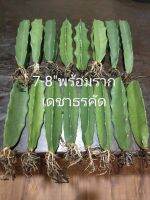 ตอสามเหลี่ยม คัดคุณภาพ หลากหลายขนาด (Hylocereus undatus