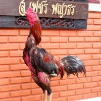 (ดูคลิปพ่อไก่ชนะมา 3 ไฟล์) จําหน่ายไข่ไก่ชน ป๋าก๋อยต้นสายลําพูนเเท้