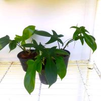 Philodendron pedatum ฟิโลเด็นดรั่ม พีดาตั้ม