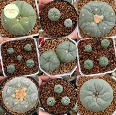 [ LOPH1 ] Lophophora โลโฟ ไม้เมล็ด โลโฟโฟร่า ฟริซิไอ วิลเลี่ยมซิไอ ดิฟฟูซ่า ลูกผสม แคคตัส กระบองเพชร ต้นไม้