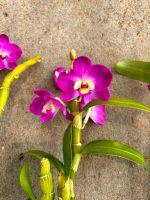 หวายโนบีเล่ สีม่วงเข้มปากเหลือง Dendrobium nobile hybrid