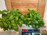 Fresh Italian Sweet Basil leafs 100 g/200g (cut to order) ?ใบโหระพาอิตาลี่ ตัดสดๆ 100กรัม/ 200 กรัมสำหรับร้านอาหาร #พิซซ่า #สปาเก็ตตี้ #อิตาลี่ ?ยินดีคืนเงินหากผักเสียหาย