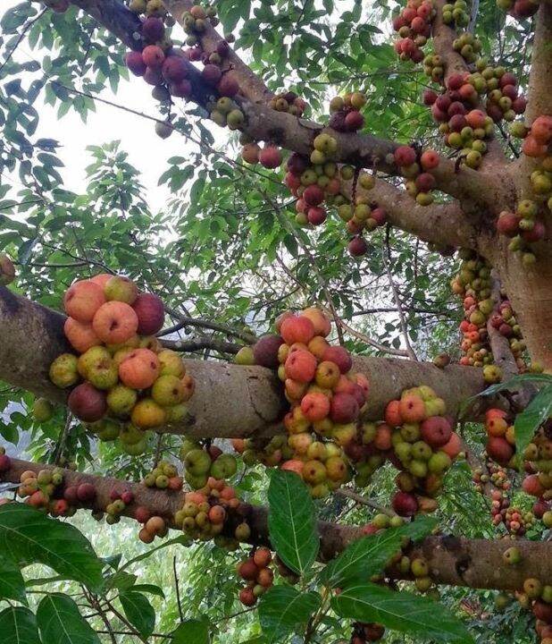 keratan pohon buah ara untuk di tanam. | Lazada