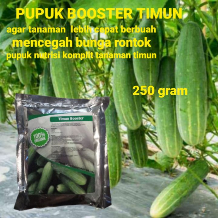 Pupuk timun booster agar cepat berbuah lebat pupuk pencegah bunga