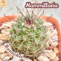 [แมม หนามตะขอดำ] Mammillaria Beneckei ส่งพร้อมกระถาง แคคตัส Cactus ไม้ทะเลทราย ทนแล้ง ทนแดด เลี้ยงง่าย หนามโหด หนามดำ พืชอวบน้ำ Succulent ไม้อวบน้ำ