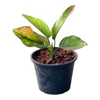 อโกลนีมา เฮงเฮงเฮง กระถาง 6 นิ้ว 5-6 ใบ(Aglaonema sp. henghengheng)Pot”6