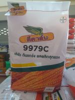 เม็ดพันธุ์ข้าวโพดดีคาร์ 9979 3.75 หุน (11กิโล)  แห้งไว ต้นแกร่ง ผลผลิตสุดแกร่ง