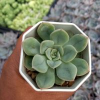 Echeverias/succulents/กุหลาบหิน /ไม้อวบน้ำ กระถางสองนิ้วส่งทั้งกระถาง