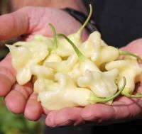 เมล็ดพันธุ์พริก อาจิ คอนฟิวส์ชั่น (Aji Confusion Hot Pepper Seed) บรรจุ 25 เมล็ด ของแท้ คุณภาพดี ราคาถูก นำเข้าจากต่างประเทศ