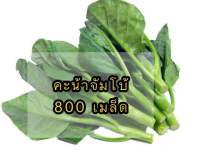 เมล็ดพันธุ์ผัก คะน้าจัมโบ้ 800++ เมล็ด