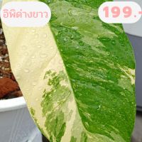 Epipremnum Pinnatum Variegated ต้นอิพิด่างขาว ไม้ด่างลายสวยๆราคาถูก ในกระถาง10 นิ้ว