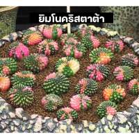 [ถูกที่สุด]แคคตัสยิมโนคริสตาต้า เชื้อด่าง ลุ้นด่าง Gymnocalycium กระบองเพชร ไม้อวบน้ำ succulents