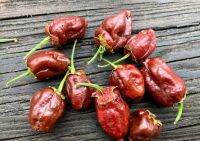 เมล็ดพันธุ์พริก เซเว่นพอท บับเบิ้ลกัม ช็อคโกแลต (7 Pot Bubblegum Chocolate Hot Pepper Seed) บรรจุ 15 เมล็ด ของแท้ คุณภาพดี ราคาถูก นำเข้าจากต่างประเทศ