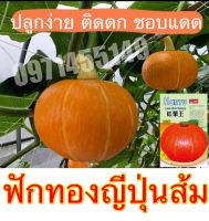 เมล็ดฟักทองญี่ปุ่นสีส้มเมล็ดพันธุ์ ฟักทองญี่ปุ่น (Japanese pumpkin) 20-25เมล็ด