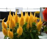 เมล็ดพันธุ์ ดอกสร้อยไก่ สีเหลือง ( Celosia Plumos ) ความสูง ประมาณ 15-20 ซม. บรรจุ 100 เมล็ด